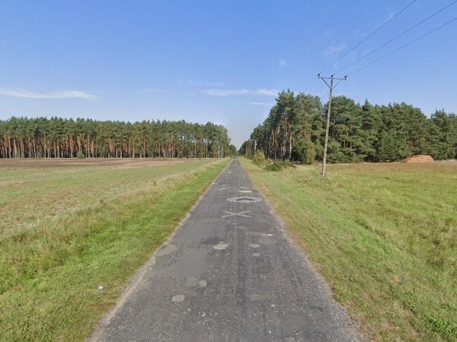 Żółw na drodze niedaleko Wschowy. Policja szuka właściciela
