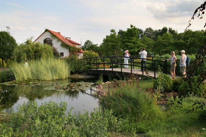 Festiwal Hanami w Powsinie. Celebruj wiosnę w japońskim stylu 