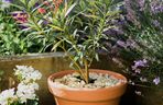 Oleander w donicy