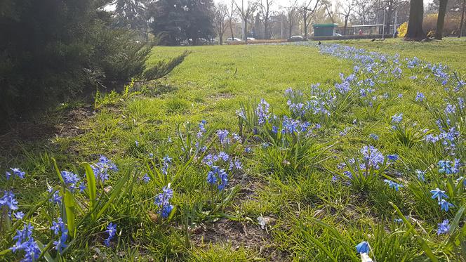Wiosna w Toruniu - robi się coraz piękniej!