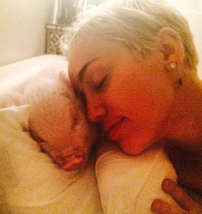 Miley Cyrus NAGO i ze świnią w łóżku! Nie, nie chodzi o nowego faceta :) ZDJĘCIA