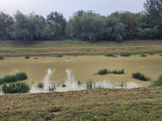 Wysoka woda na Wisłoku po ulewach