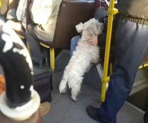 Psy w autobusach ZTM na Śląsku. Tak się je przewozi