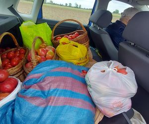 Samozbiory pomidorów na plantacji w Niewirkowie cieszą się powodzeniem