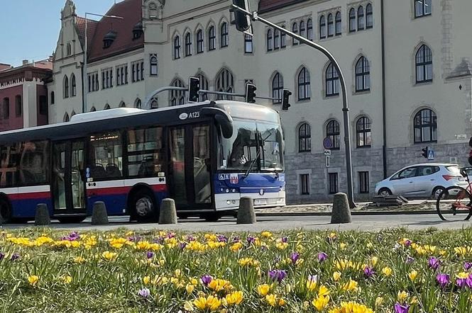 Bydgoszcz: komunikacja miejska w Wielkanoc 2022. Zmiany w kursowaniu autobusów i tramwajów!