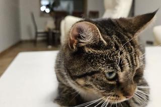 Kot prezydenta Szczecina 