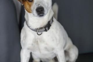 Gwiazdorska obsada nowego serialu Polsatu Lulu