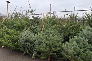 Choinki na targowisku w Lublinie