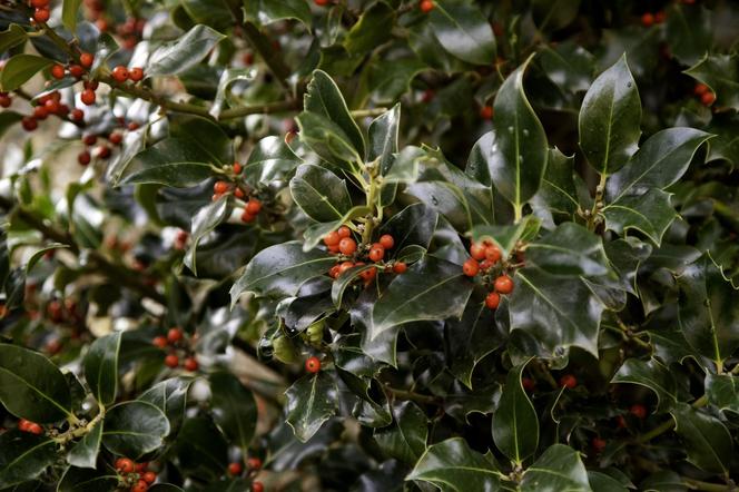 Rośliny zimozielone zimą