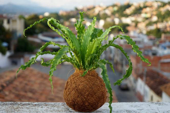 Kokedama