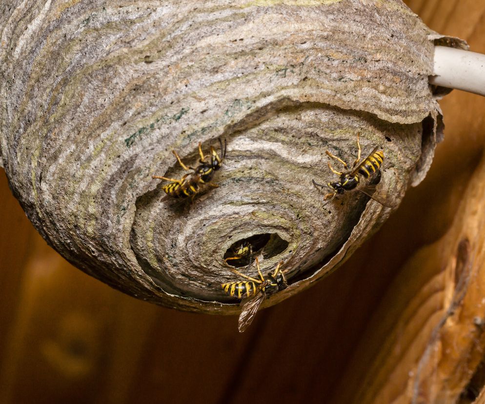 Jak pozbyć się gniazda os? Oto rady, jak zrobić to bezpiecznie
