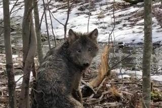Leśnicy z Młynar uratowali wilka. Zwierzę zaplątało się we wnyki kłusownika