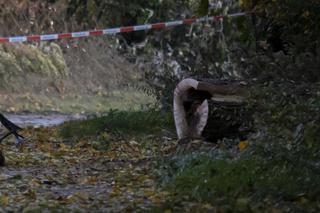 Pojechali na spacer z psem. Wszyscy nie żyją