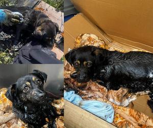 Psy uwięzione w smole. Dramatyczna akcja ratowania ofiar „ludzkiej głupoty”