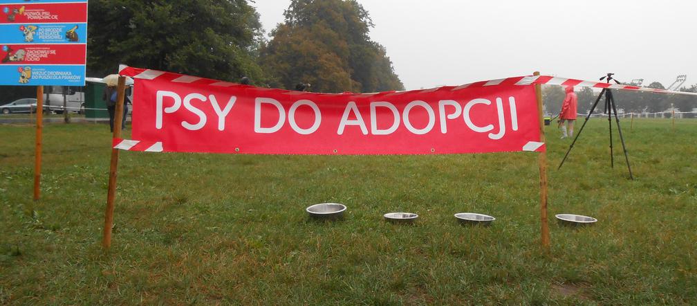 6 psów zyskało nowy dom - za nami wielka akcja adopcyjna na krakowskich Błoniach [AUDIO, GALERIA]