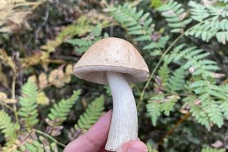 Sezon grzybowy na Dolnym Śląsku rozpoczęty. Gdzie znaleźć kanie, borowiki i koźlarze?