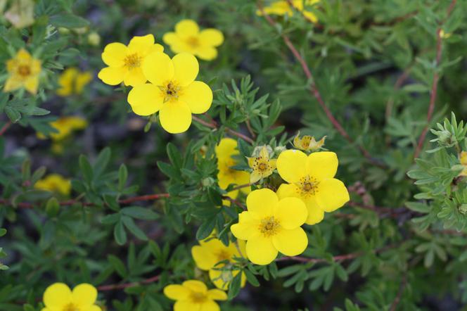 Pięciornik krzewiasty - Potentilla fruticosa