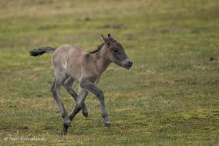 Rodzina koników polskich w Roztoczańskim Parku Narodowym się powiększa. Zobaczcie te słodkie maluchy!