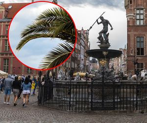 Miał być park kulturowy, jest sztuczna palma! Mieszkańcy mówią o szpetocie i bublu. Kicz w centrum starówki