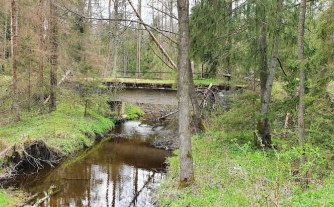 Czarna Białostocka - Puszcza Knyszyńska