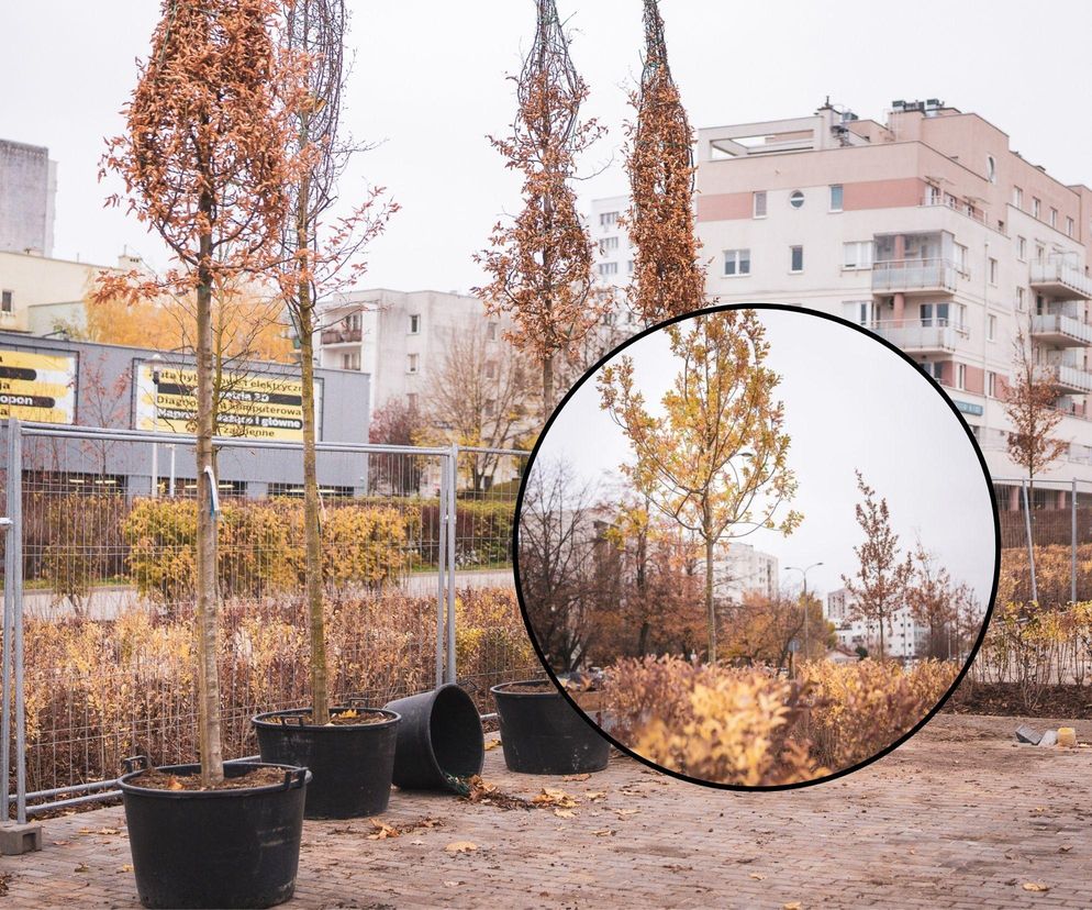 Nowy park linearny powstaje na Ursynowie. Co dzieje się na placu budowy?