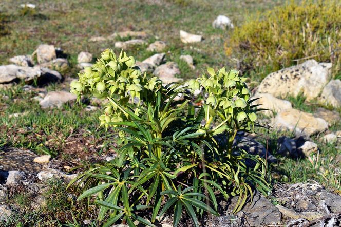 Ciemiernik cuchnący