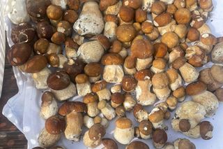 Wysp grzybów w woj. lubelskim