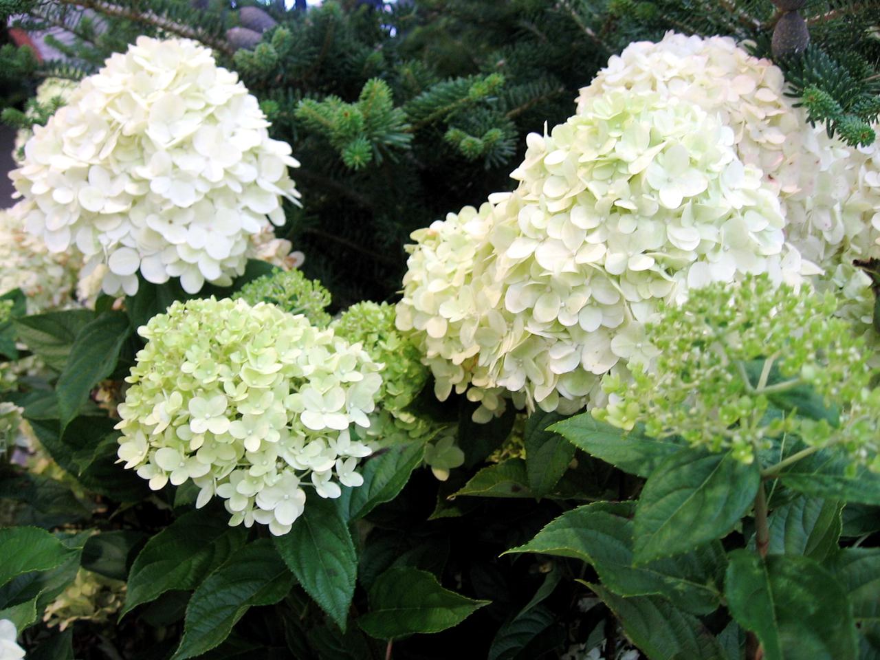 Hortensja bukietowa Limelight - Hydrangea paniculata 'Limelight'
