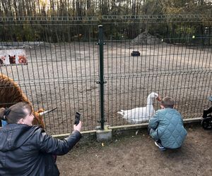 Zagroda 3 siostry w Kamieniu przyciągnęła całe rodziny w ciepły jesienny weekend ZDJĘCIA