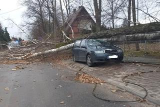 Szkody po Orkanie Eunice. Zrywało dachy, wyrywało grube drzewa, brakowało prądu