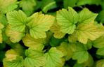 Pęcherznica kalinolistna 'Luteus' 