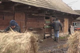 Rolnicy. Podlasie. Karmienie zwierzą dyniami i sianem. Gienek docinał Sławkowi