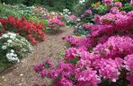 Arboretum Kórnickie - raj dla miłośników pięknych roślin