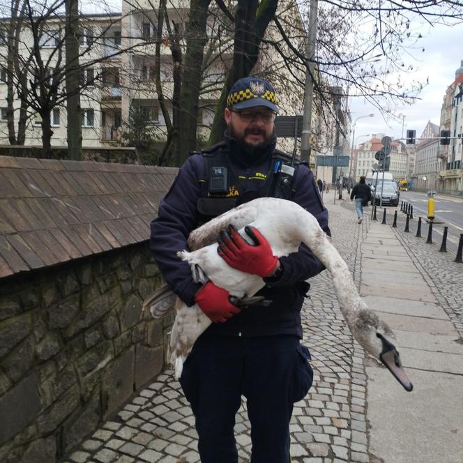 Zbłąkany łabędź wybrał się na spacer po jarmarku we Wrocławiu. „Szukał świątecznego nastroju”