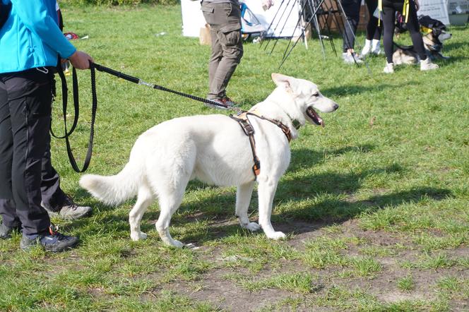 Dogtrekking w Poznaniu