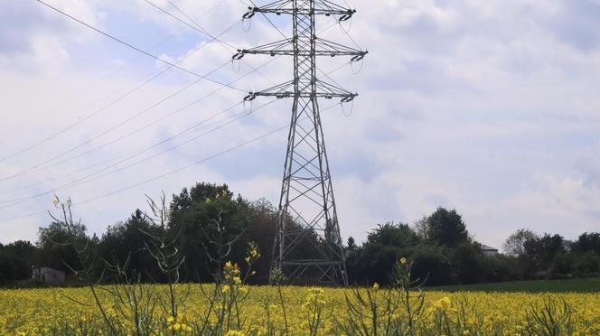 Chcesz zdjęcie? To się pospiesz! Rzepaki powoli zaczynają przekwitać [GALERIA]