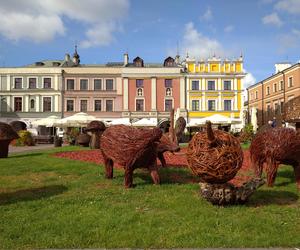 Grzybobranie lubelskie - naturalnie! Zamość 2023