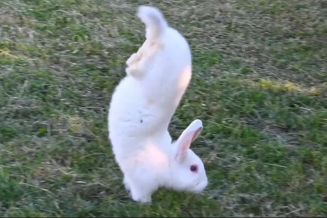 Ten królik chodzi na przednich łapach! 
