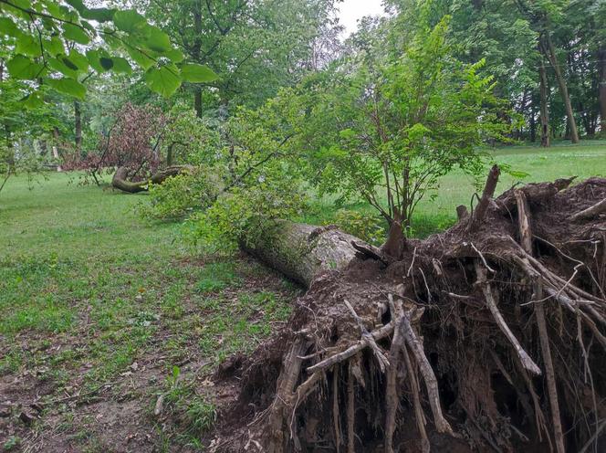 Tarnów. Dziewczynka uderzona przez zerwany konar. Koszmar na placu zabaw w Parku Strzeleckim