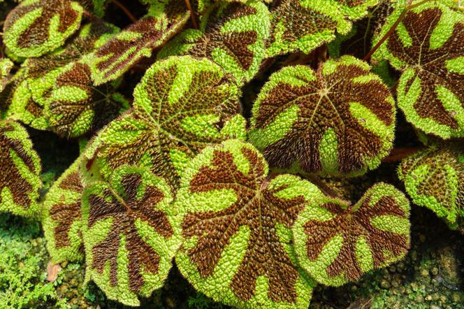 Begonia Masona - Begonia masoniana
