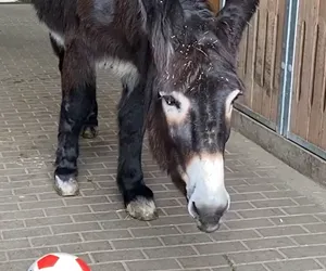 To już pewne. Polska wygra z Meksykiem. Osiołek Zidane zadecydował