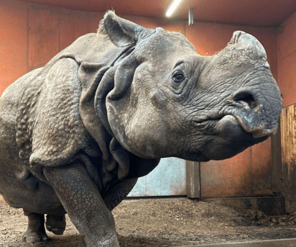 Warszawskie ZOO ma nową, dojrzałą mieszkankę. Przeprowadziła się z Berlina