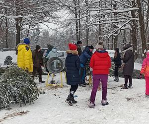 Choinkobranie w Grodźcu. Choinki z lasu od leśniczego