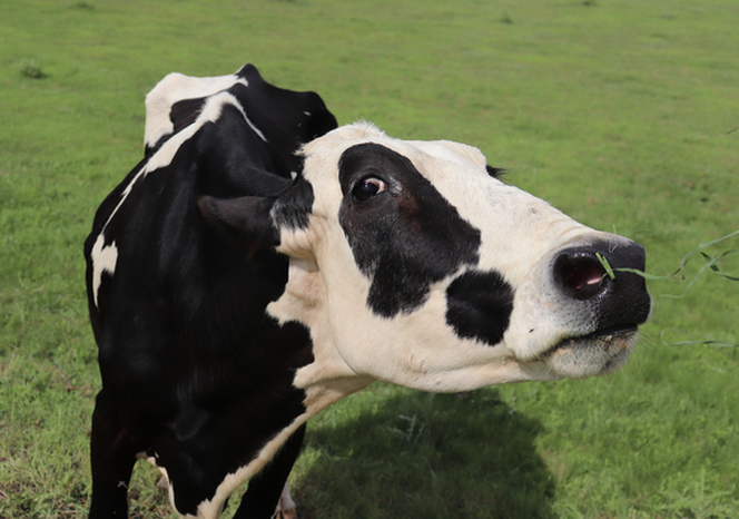 Nazwali krowę na cześć Kim Kardashian! Nie zgadniesz dlaczego