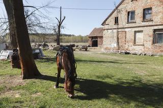 Konie i kozy terroryzują wioskę