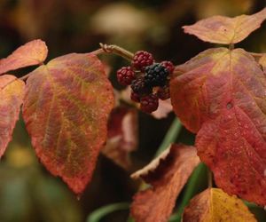 Księżna Kate jest jesieniarą! Nowy film może wzruszyć