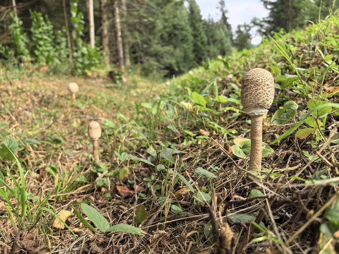 Rozpoczęło się jesienne grzybobranie!