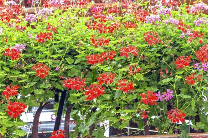 Pelargonia bluszczolistna