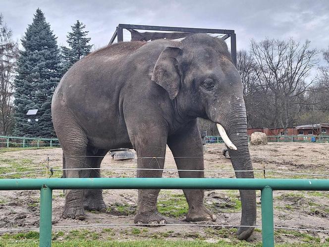 Chorzowskie zoo budzi się do życia ZDJĘCIA