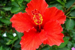 Hibiskus